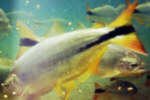 Bonito