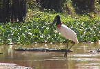 Roteiros Ecolgicos - Pantanal - Mato Grosso